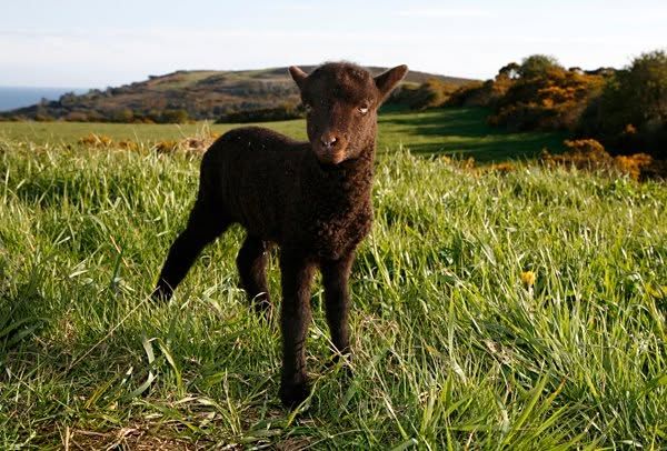 A black lamb standing in long grass