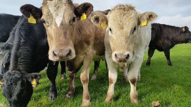 Two calves looking at the camera