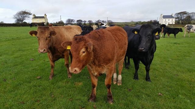 Cattle in a field