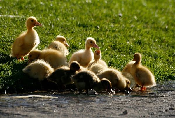 A group of ducklings