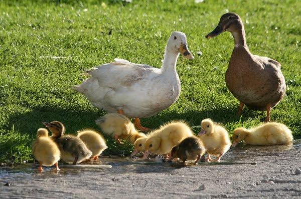 Ducks with a row of ducklings