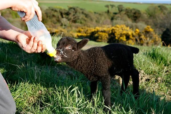 A black lamb being bottle fed