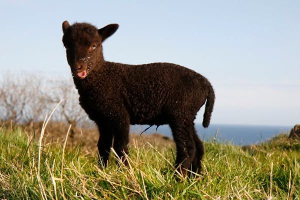 A black lamb on a hill with the sea behind
